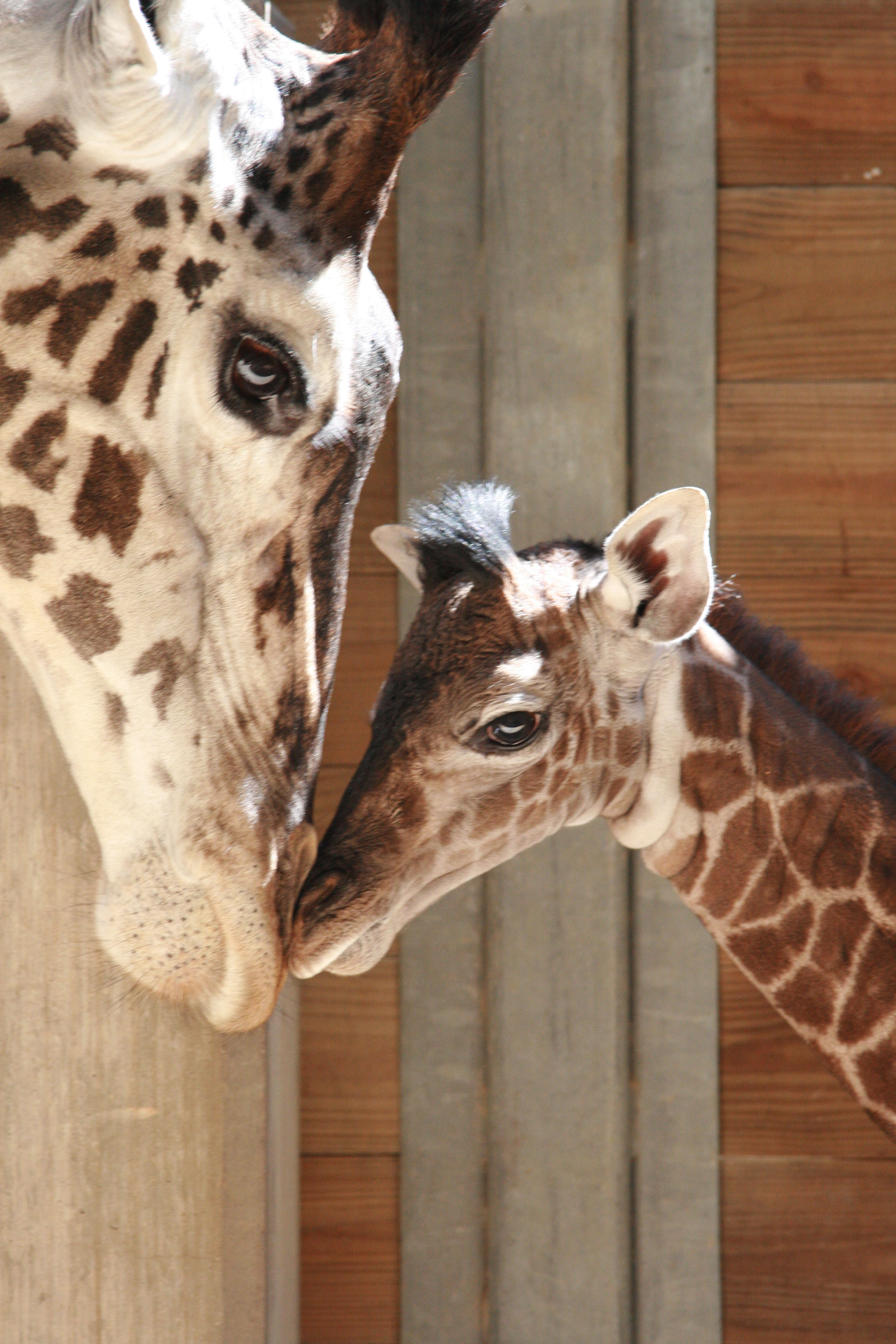 Brevard Zoo Giraffe